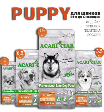 Acari Ciar Puppy 1