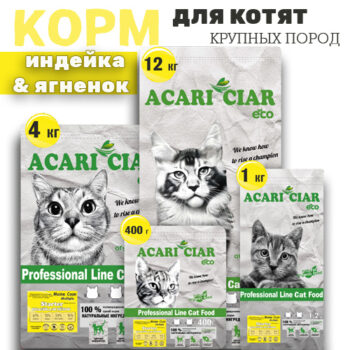 Maine Coon Stasrter Holistic 1