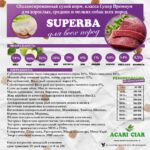 Acari Ciar Superba Active 2