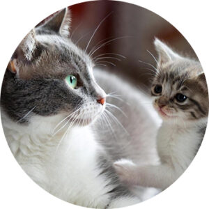 Можно ли кошкам корм для котят - Акари